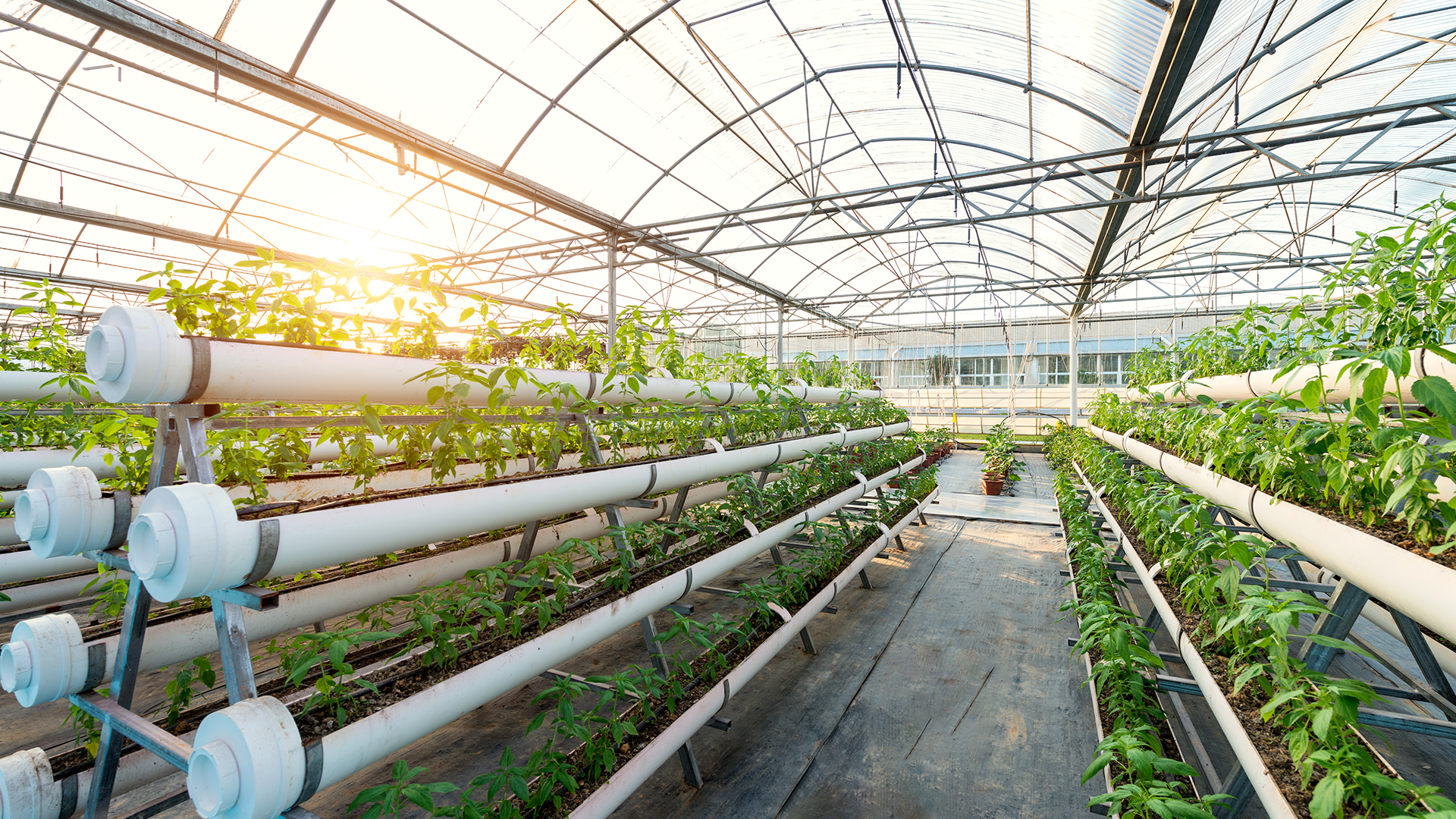 Örtü Altı Sebzeler